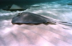 An afternoon at Sting Ray City. This photo was taken with... by Steven Anderson 